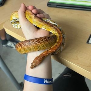 Meet your Posher, Nevaeh